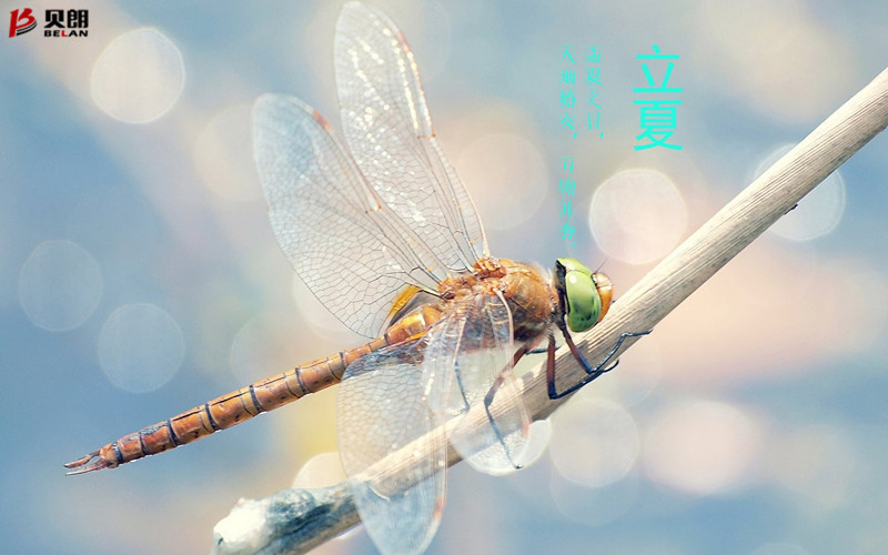 立夏啦！立夏啦！