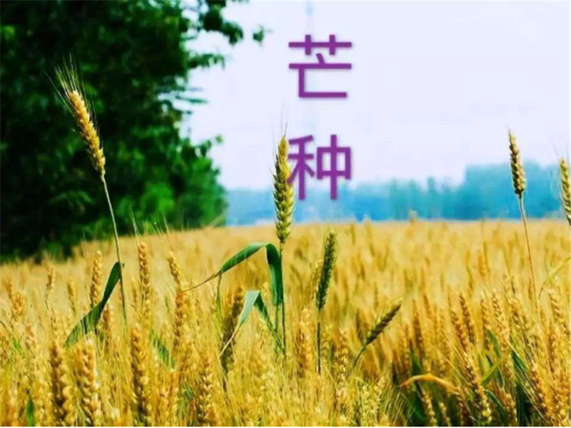 什么是二十四節氣——芒種？